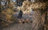 Les feux de forêt en Australie ont décimé le bétail
