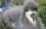 Jeune pétrel (Photo : SEOR)