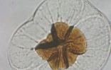 Micro algue (Photo : Bioalgostral - Arvam)