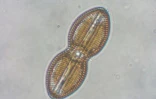 Micro algue (Photo : Bioalgostral - Arvam)