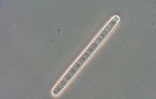Micro algue (Photo : Bioalgostral - Arvam)