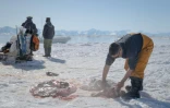 Le chasseur inuit Martin Madsen dépèce un phoque qu'il vient juste de tuer, près d'Ittoqqortoormiit le 24 avril 2024