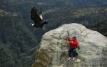 Un condor prend son envol dans le parc national de Purace, en Colombie, le 12 février 2021