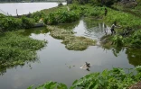 Des pêcheurs dans les zones humides à l'est de Calcutta, le 21 mars 2023 en Inde