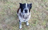 Max, un Blue Heeler australien, fait membre d'honneur de la police pour avoir secouru une fillette de 3 ans perdue de nuit dans le bush du Queensland
