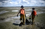 Des scientifiques de l'OFB portent un sac contenant des zostères collectées sur l'estran de l'Île aux Oiseaux lors d'une opération pour lutter contre l'érosion et l'ensablement du Bassin d'Arcachon, le 13 mai 2025 en Gironde