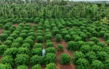 Une plantation de durians, le 15 août 2026 dans la province centrale vietnamienne de Dak Lak 