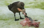 Un skua se nourrit de la dépouille d'un manchot, sur l'île de Petermann dans l'Antarctique, le 2 mars 2016