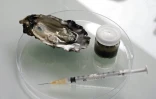 Une huître analysée au laboratoire de l'IFREMER (Institut français de recherche pour l'exploitation de la mer) à La Rochelle, le 11 avril 2007