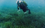 Un plongeur nage au-dessus un herbier de posidonie en mai 2019 au large de Cannes