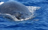 Mercredi 12 mai 2010: La première baleine de la saison a été aperçue dans la baie de Saint-Gilles (Photo: Céline Del Vechio)