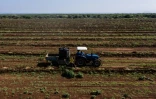 Un tracteur irrigue de jeunes plants d'avocats sur l'exploitation de KiliAvo Fresh Ltd, à Kimana, près du parc national kényan d'Amboseli, le 2 mars 2021