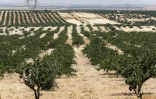 Des vergers de pistachiers à Maan, près de Hama, dans le centre-ouest de la Syrie, le 24 juin 2020 