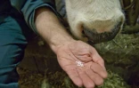 L'éleveur français René Morrane utilise l'homéopathie pour soigner ses bêtes dans sa ferme à Chaméane, dans le Puy-de-Dôme, le 29 septembre 2015