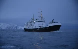 Le Sula, un bateau d'observation des orques, dans le fjord Reisafjorden, le 14 janvier 2019 près de Tromsoe, dans l'extrême-nord de la Norvège