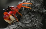 Un crabe dans une mangrove près de Nuqui, dans le département de Choco, le 5 août 2023 en Colombie