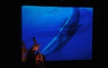 &quot;Contrebasse et baleines&quot; -
Bernard Abeille (Photo : La Lyrone)