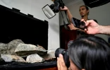 Des zoologues prennent des photos d'un gecko dans une chambre d'hôtel de Phnom Proek, dans la province de Battambang, au Cambodge, le 22 juillet 2025