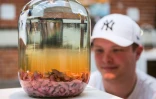 De l'alcool de souriceaux, une spécialité chinoise, exposé au "Musée de la nourriture dégoûtante" à Malmö en Suède