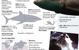 Le grand requin blanc