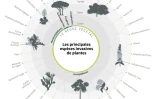 Les principales espèces invasives de plantes