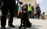 Des chiens, abandonnés dans le chaos des évacuations d'Afghanistan, sont entraînés dans un centre de dressage improvisé à l'aéroport de Kaboul, le 12 septembre 2021