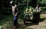 Des ouvriers transportent des durians dans un chariot, le 15 août 2026 dans la province vietnamienne de Dak Lak 