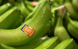 Le texte est soutenu par des exploitants aux Antilles, pour lutter contre un champignon qui ravage les bananeraies: la cercosporiose noire