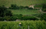 Un vigneron à Gevrey-Chambertin, en Bourgogne, le 28 mai 2026