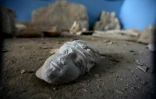 Un morceau de statue dans le musée détruit par l'Etat islamique de la ville antique syrienne de Palmyre, le 31 mars 2016