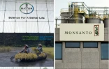 Le groupe Monsanto, producteur d'OGM est en cours de fusion avec le géant allemand Bayer