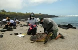 Des gardes du Parc national des Galapagos examinent une tortue de mer, le 14 avril 2021 sur l'île Floreana
