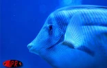 Faune marine (archives)