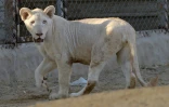 Une lionne blanche dans son enclos d'un zoo privé, le 20 mai 2019 à Karachi