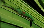 Gecko exotique (Photo : A. Gandar)