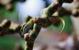 Le gecko vert de Manapany (Photo : A. Gandar)