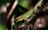Le gecko vert des Hauts (Photo : A. Gandar)