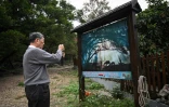Un touriste devant une photo qui a été largement diffusée sur les réseaux sociaux, le 11 décembre 2024 à Xiapu, dans la province de Fujian, dans l'est de la Chine