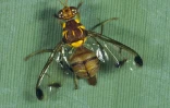 Mouche Batrocera Cucurbitae (Photo: Antoine Franck - CIRAD)