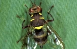 Mouche Dacus Demmerzi (Photo: Antoine Franck - CIRAD)