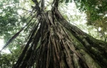 Un vieil arbre du parc national de Kibira, le 13mars 2022 au Burundi