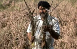 L'agriculteur Rakesh Kumar inspecte ses cultures, endommagées par les inondations, lors d'un entretien avec l'AFP dans le village de Lassia, dans l'Etat du Pendjab, le 11 septembre 2025 en Inde