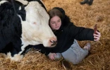 Selfie et séance de "câlins avec une vache" à la ferme Dumble, le 29 novembre 2023 à Arram, dans le nord-est de l'Angleterre