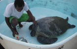 Tortue verte recueillie par Kelonia (Photo: Kelonia-centre de soins)