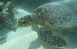 Exposition Mada-Nova à l'observatoire des tortues marines (Photo : Kelonia)