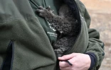Un bébé koala rescapé d'un feu de forêt, le 15 janvier 2020 en Australie