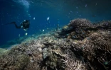 Des coraux blanchis dans les eaux de la régence de Raja Ampat, dans la région de Papouasie occidentale, à l'est de l'Indonésie, le 5 novembre 2023