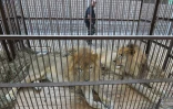 Un lion né en captivité au Pérou est prêt à s'envoler dans sa cage, depuis Lima vers l'Afrique du Sud, le 27 avril 2016 où il sera relâché dans un parc naturel