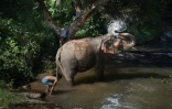Une éléphante se baigne avec son mahout au "sanctuaire" de ChangChill, le 8 novembre 2019 près de Chiang Mai, en Thaïlande