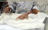 Un bébé panda géant à Wakayama au Japon le 3 décembre 2014